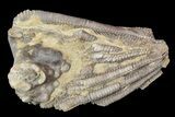 Crinoid Crown (Agaricocrinus) Fossil - Crawfordsville, Indiana #92523-2